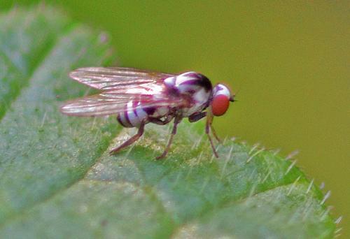 Polyporivora ornata